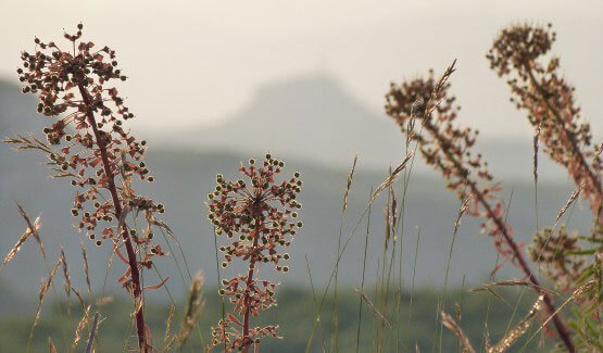 Nature Ardèche