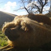 Cochon de race Mangalitza