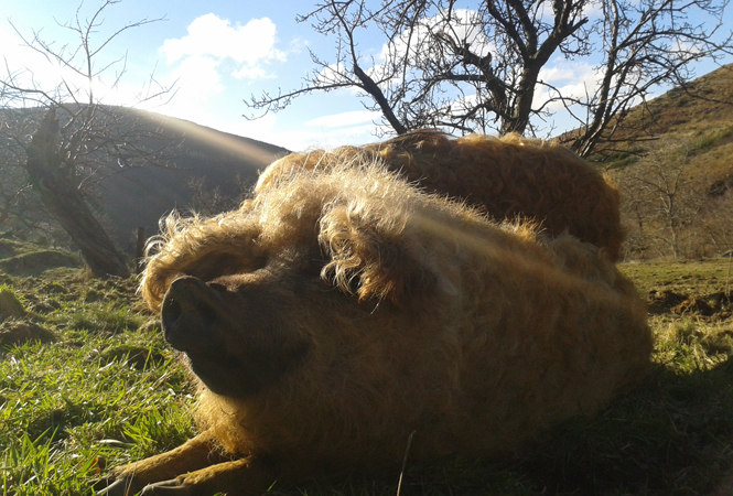 Cochon de race Mangalitza